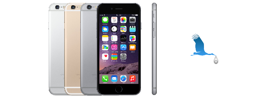 iPhone 6